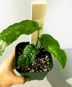 Monstera Obliqua Amazonas