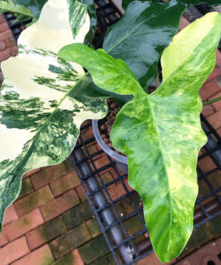 Philodendron Wiliamsi Var
