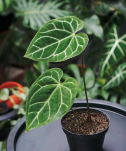 Anthurium Crystalinum