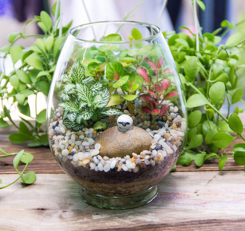 cây Kim Ngân để bàn